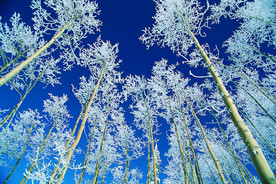 阳光 生态 植物  蓝天 山水