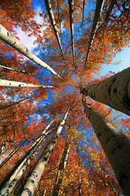 树叶遮挡的蓝天