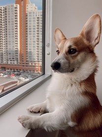 好奇地宠物狗 萌宠