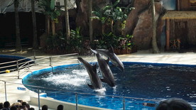 海豚表演