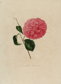 手绘插画 茶花 装饰画 图谱