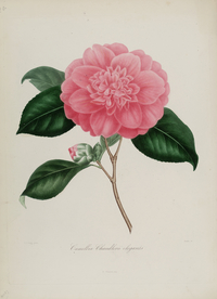 手绘插画 茶花 装饰画 图谱