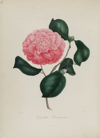 手绘插画 茶花 装饰画 图谱