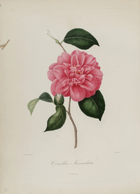 手绘插画 茶花 装饰画 图谱