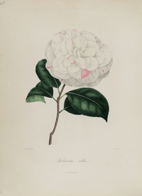 手绘插画 茶花 装饰画 图谱