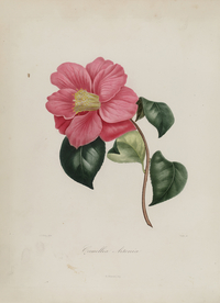 手绘插画 茶花 装饰画 图谱