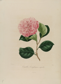 手绘插画 茶花 装饰画 图谱