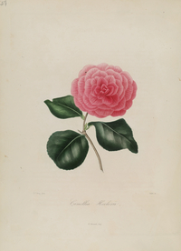 手绘插画 茶花 装饰画 图谱