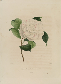 手绘插画 茶花 装饰画 图谱