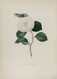 手绘插画 茶花 装饰画 图谱