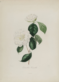 手绘插画 茶花 装饰画 图谱