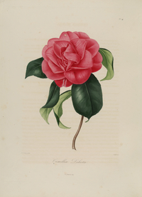 手绘插画 茶花 装饰画 图谱