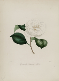 手绘插画 茶花 装饰画 图谱