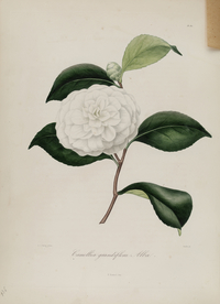 手绘插画 茶花 装饰画 图谱