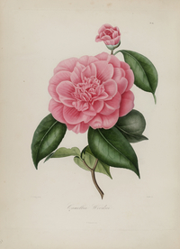 手绘插画 茶花 装饰画 图谱