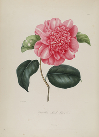 手绘插画 茶花 装饰画 图谱