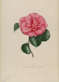 手绘插画 茶花 装饰画 图谱