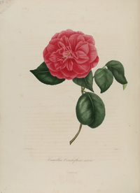 手绘插画 茶花 装饰画 图谱