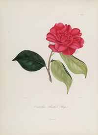 手绘插画 茶花 装饰画 图谱