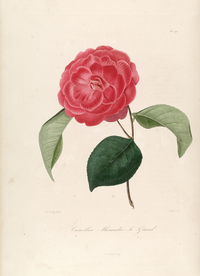 手绘插画 茶花 装饰画 图谱