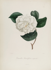 手绘插画 茶花 装饰画 图谱