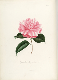 手绘插画 茶花 装饰画 图谱