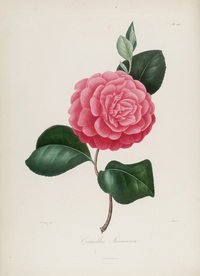 手绘插画 茶花 装饰画 图谱