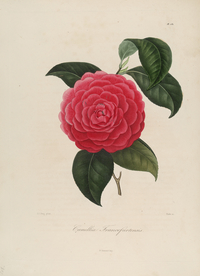 手绘插画 茶花 装饰画 图谱