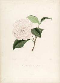 手绘插画 茶花 装饰画 图谱