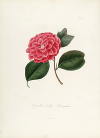 手绘插画 茶花 装饰画 图谱