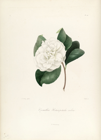 手绘插画 茶花 装饰画 图谱