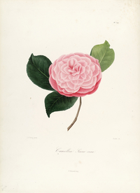 手绘插画 茶花 装饰画 图谱