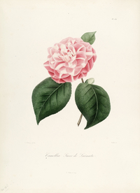 手绘插画 茶花 装饰画 图谱