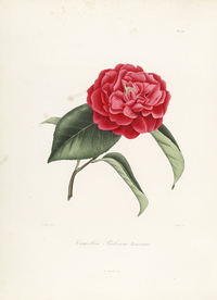 手绘插画 茶花 装饰画 图谱