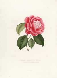 手绘插画 茶花 装饰画 图谱