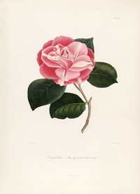 手绘插画 茶花 装饰画 图谱