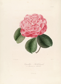 手绘插画 茶花 装饰画 图谱