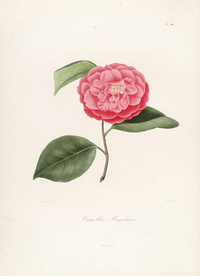 手绘插画 茶花 装饰画 图谱