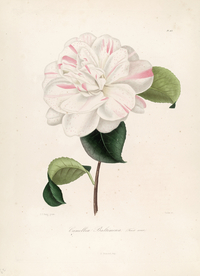 手绘插画 茶花 装饰画 图谱