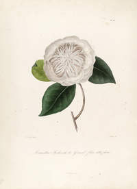 手绘插画 茶花 装饰画 图谱