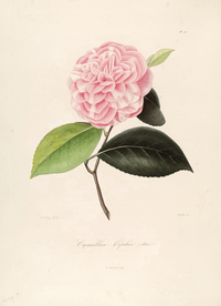 手绘插画 茶花 装饰画 图谱