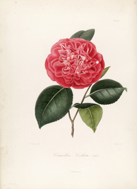 手绘插画 茶花 装饰画 图谱