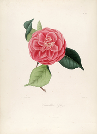 手绘插画 茶花 装饰画 图谱