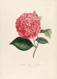 手绘插画 茶花 装饰画 图谱