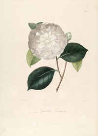 手绘插画 茶花 装饰画 图谱