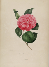 手绘插画 茶花 装饰画 图谱