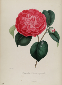 手绘插画 茶花 装饰画 图谱