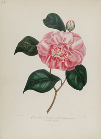 手绘插画 茶花 装饰画 图谱