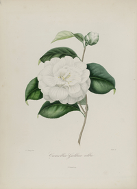 手绘插画 茶花 装饰画 图谱