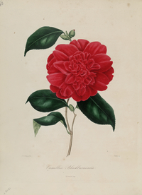 手绘插画 茶花 装饰画 图谱